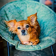 Little participe au concours pour gagner de l'argent avec cette photo : animal, brown_fur, canine, chair, companion, cozy, cute, dog, domestic_animal, ears, fur, furniture, home, indoor, looking_at_camera, paw, pet, portrait, relaxing, small_dog