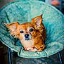 animal, brown_fur, canine, chair, companion, cozy, cute, dog, domestic_animal, ears, fur, furniture, home, indoor, looking_at_camera, paw, pet, portrait, relaxing, small_dog