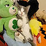 Xena joined the competition — help win amazing prizes! adorable, colorful, comfort, cozy, cuddle, cute, feline, gray_and_white, indoor, kitten, nap, paws, pet, plush, resting, sleeping, soft, stuffed_animals, toy, young_cat