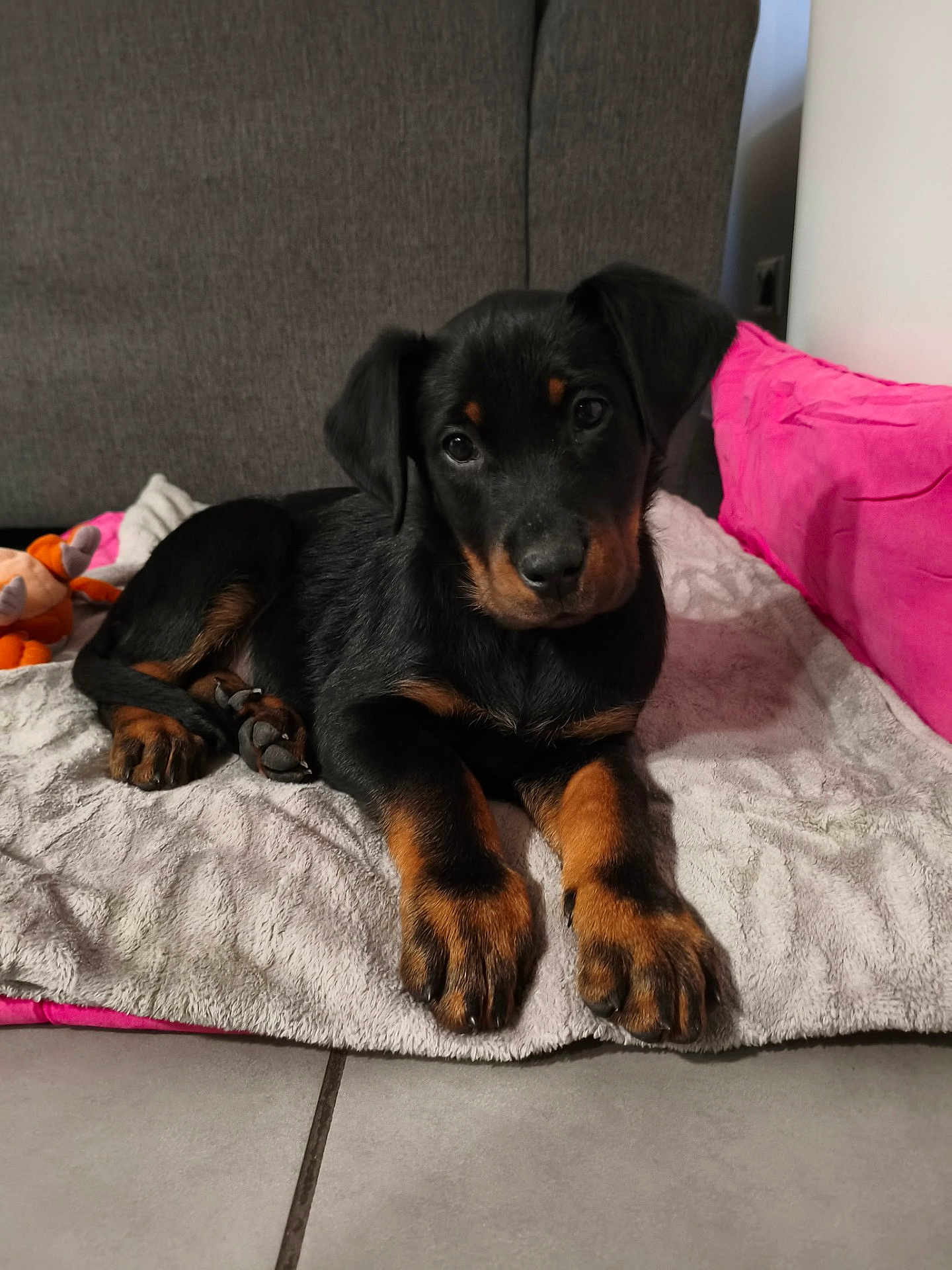 Alba a rejoint le concours — aidez-le/la à gagner de superbes lots ! puppy, dog, black_and_tan, lying_down, blanket, pink_cushion, toy, indoor, floor, curious, pet, young_dog, cute, cozy, fur, ears, paws, looking_at_camera, domestic_animal, resting