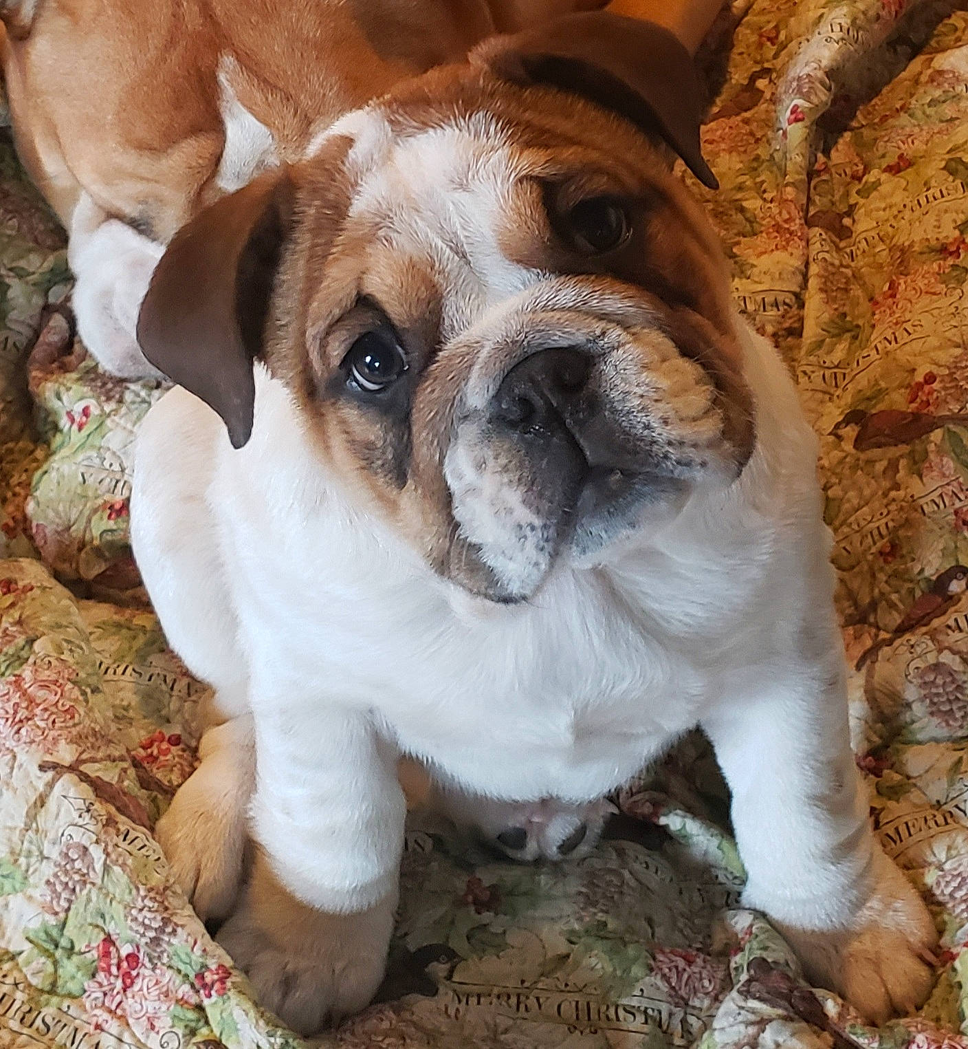 Ruthie is registered to the contest to win money with this photo: boxer, canidae, carnivore, companion_dog, dog, dog_breed, fawn, linens, liver, molosser, old_english_bulldog, snout, sporting_group, whiskers, working_animal, working_dog