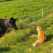 Syrius participe au concours pour gagner de l'argent avec cette photo : animal, cat, cow, curious, daylight, farm, fence, field, fur, grass, grazing, green, mammal, meadow, nature, outdoor, pet, sitting, sunlight, tail