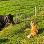 animal, cat, cow, curious, daylight, farm, fence, field, fur, grass, grazing, green, mammal, meadow, nature, outdoor, pet, sitting, sunlight, tail