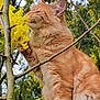 Syrius a rejoint le concours — aidez-le/la à gagner de superbes lots ! animal, branch, cat, closeup, curious, daylight, feline, fluffy, greenery, nature, orange_cat, outdoor, pet, plant, sniffing, soft_fur, spring, tree, wildlife, yellow_flowers