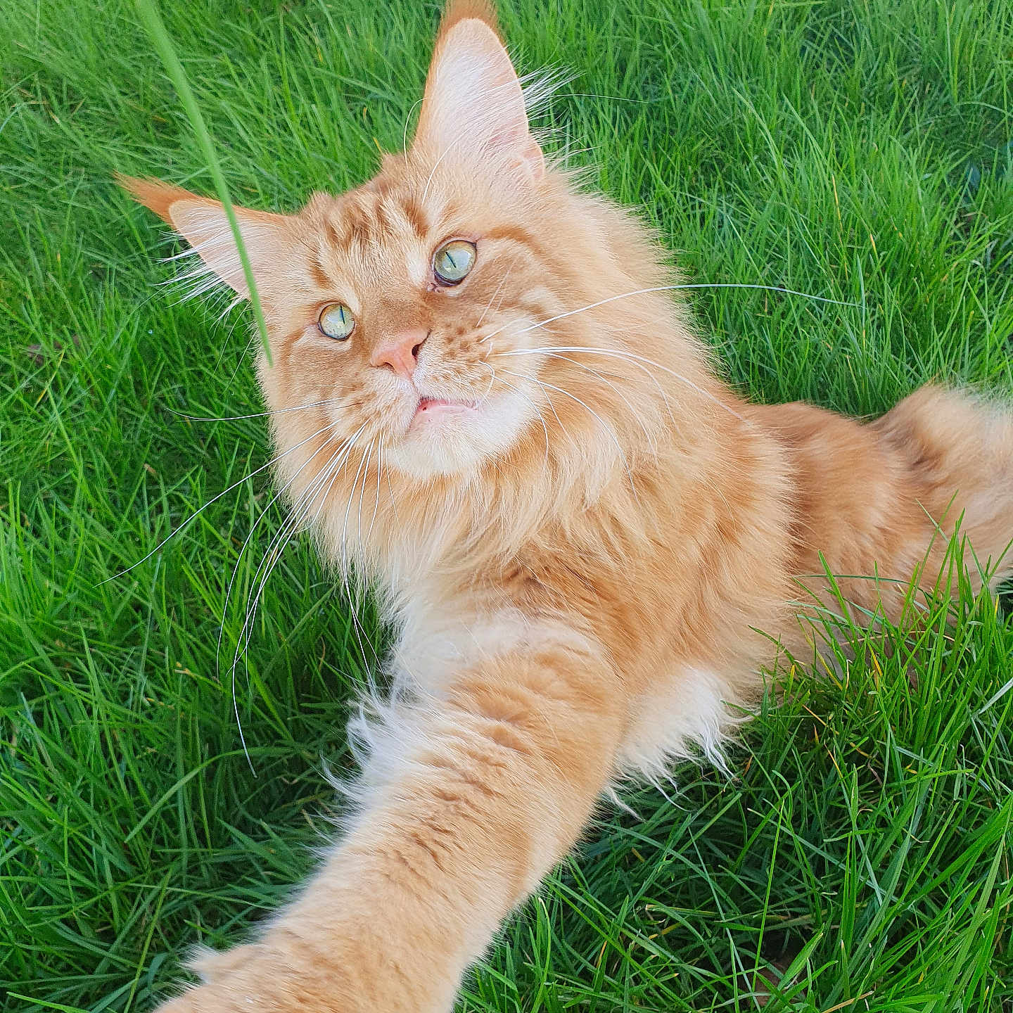 Syrius participe au concours pour gagner de l'argent avec cette photo : animal, cat, closeup, curious, ears, eyes, fluffy, fur, ginger_cat, grass, green, head, mammal, nature, outdoor, paw, pet, playful, stretching, whiskers