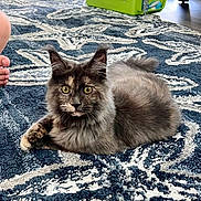 Sophia is registered to the contest to win money with this photo: cat, fluffy, carpet, indoor, pet_carrier, foot, patterned_rug, curious, relaxed, feline, home, animal, domestic, fur, yellow_eyes, resting, living_room, floor, cute, calm