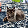 cat, fluffy, carpet, indoor, pet_carrier, foot, patterned_rug, curious, relaxed, feline, home, animal, domestic, fur, yellow_eyes, resting, living_room, floor, cute, calm