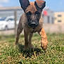 Bounty participe au concours pour gagner de l'argent avec cette photo : puppy, dog, grass, outdoor, animal, young, ears, brown, cute, pet, nature, walking, sunlight, daytime, canine, furry, closeup, playful, background, sky
