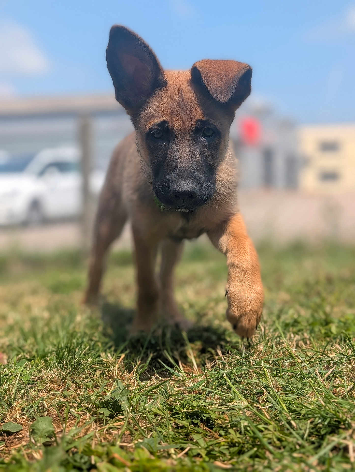 Bounty participe au concours pour gagner de l'argent avec cette photo : puppy, dog, grass, outdoor, animal, young, ears, brown, cute, pet, nature, walking, sunlight, daytime, canine, furry, closeup, playful, background, sky