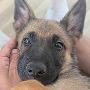 Bounty a rejoint le concours — aidez-le/la à gagner de superbes lots ! puppy, dog, german_shepherd, close_up, pet, animal, fur, ears, nose, eyes, hand, person, domestic_animal, cute, young, mammal, face, portrait, indoor, soft