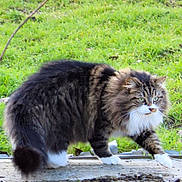 Obiwan a rejoint le concours — aidez-le/la à gagner de superbes lots ! cat, long_haired_cat, tabby, fluffy, green_eyes, whiskers, white_paws, walking, grass, outdoor, pet, mammal, fur, tail, alert, closeup, portrait, domestic_cat, garden, paws