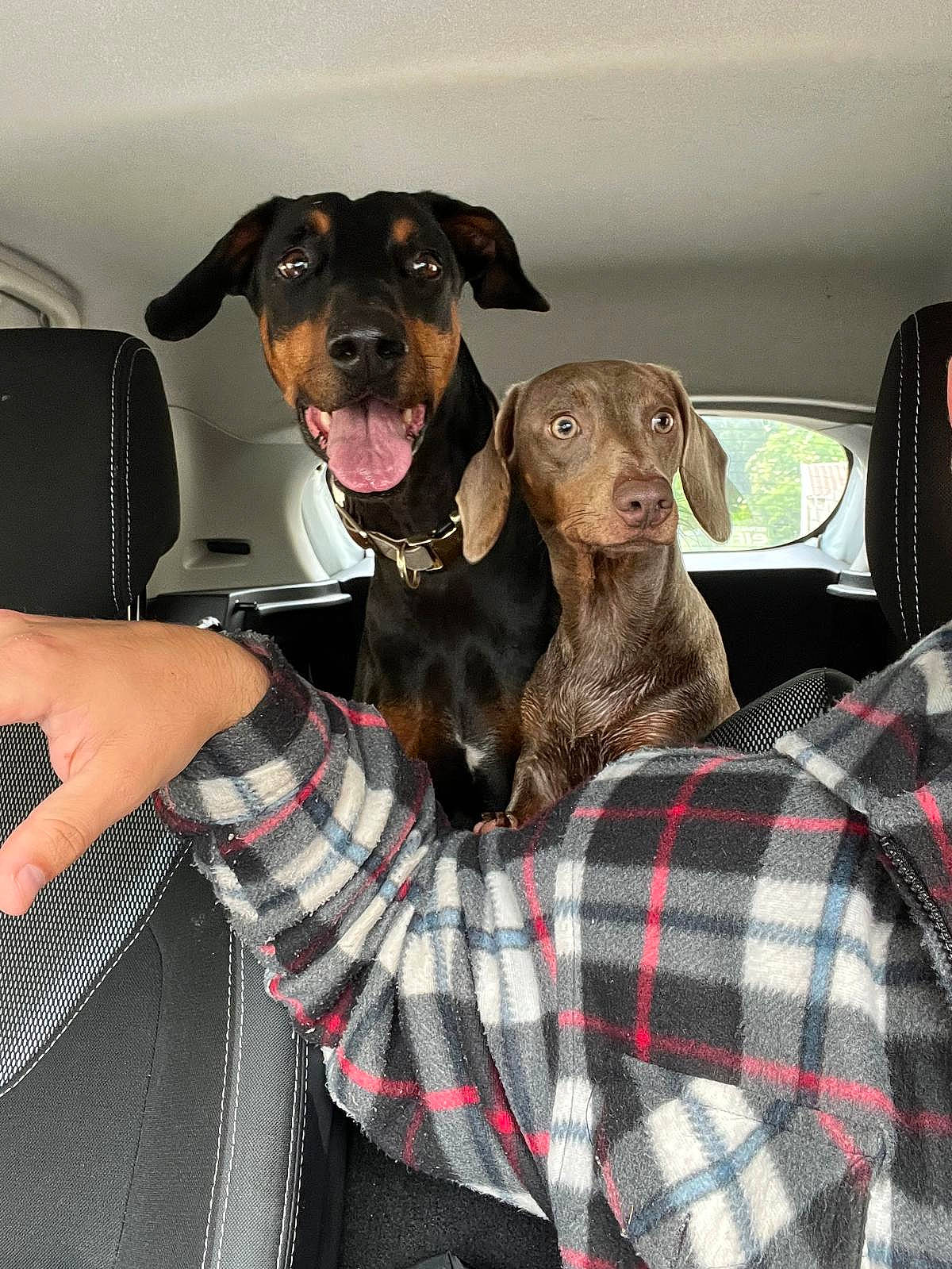 Delta a rejoint le concours — aidez-le/la à gagner de superbes lots ! automotive_lighting, canidae, carnivore, collar, comfort, companion_dog, dog, dog_breed, dog_collar, dog_supply, fur, liver, pattern, plaid, snout, sporting_group, tartan, vehicle, vehicle_door, working_animal