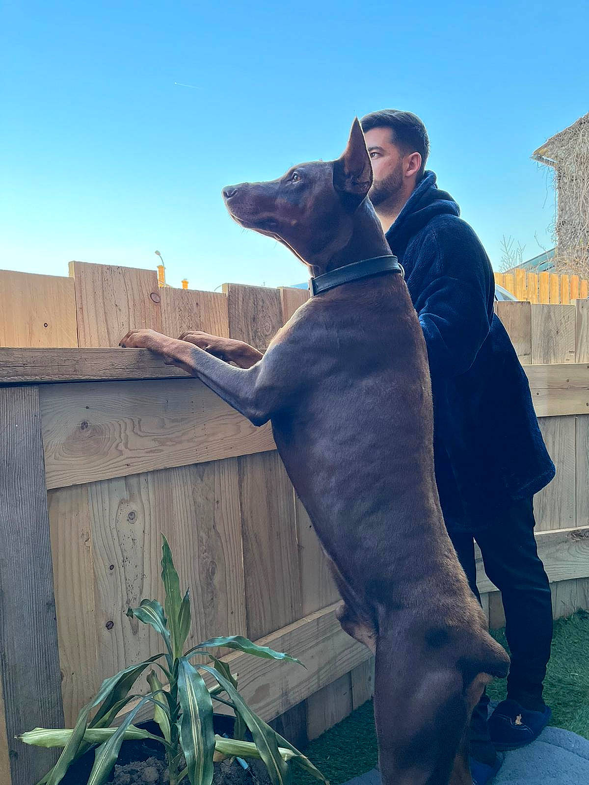 Alpha participe au concours pour gagner de l'argent avec cette photo : art, building, canidae, carnivore, companion_dog, dog, dog_breed, dog_collar, fawn, formal_wear, gesture, guard_dog, hunting_dog, plant, sitting, sky, sporting_group, suit, working_animal, working_dog