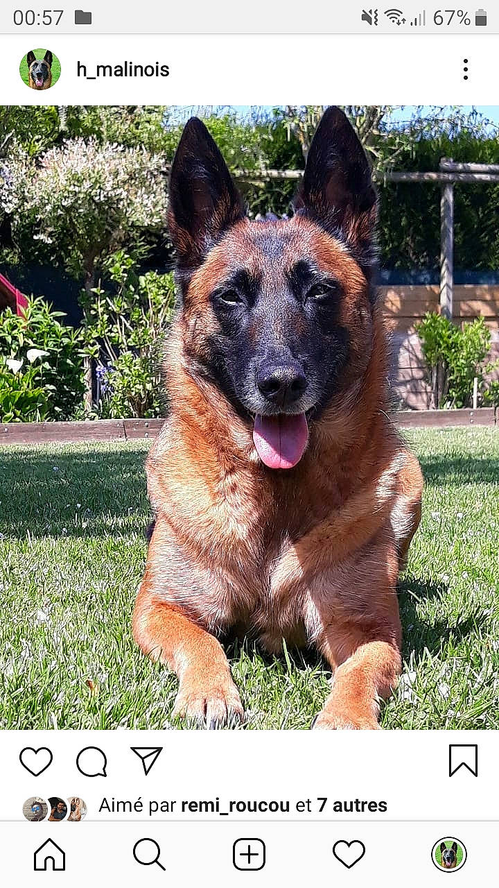 Hinna participe au concours pour gagner de l'argent avec cette photo : belgian_shepherd, belgian_shepherd_malinois, canidae, carnivore, dog, dog_breed, east_european_shepherd, fawn, german_shepherd_dog, king_shepherd, kunming_wolfdog, laekenois, mammal, old_german_shepherd_dog, photo_caption, police_dog, rare_breed_dog, shiloh_shepherd_dog, snout, vertebrate