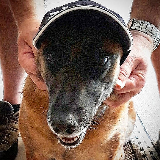 Hinna a rejoint le concours — aidez-le/la à gagner de superbes lots ! canidae, carnivore, cool, dog, dog_breed, ear, fawn, galgo_espanol, greyhound, head, hortaya_borzaya, italian_greyhound, nose, photography, polish_greyhound, selfie, sighthound, sloughi, snout, whippet