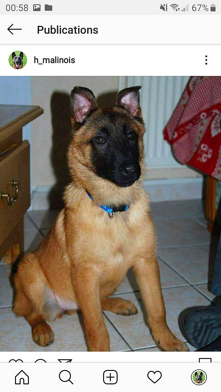 Hinna participe au concours pour gagner de l'argent avec cette photo : belgian_shepherd, belgian_shepherd_malinois, canidae, carnivore, dog, dog_breed, fawn, german_shepherd_dog, king_shepherd, laekenois, mammal, police_dog, vertebrate, working_dog