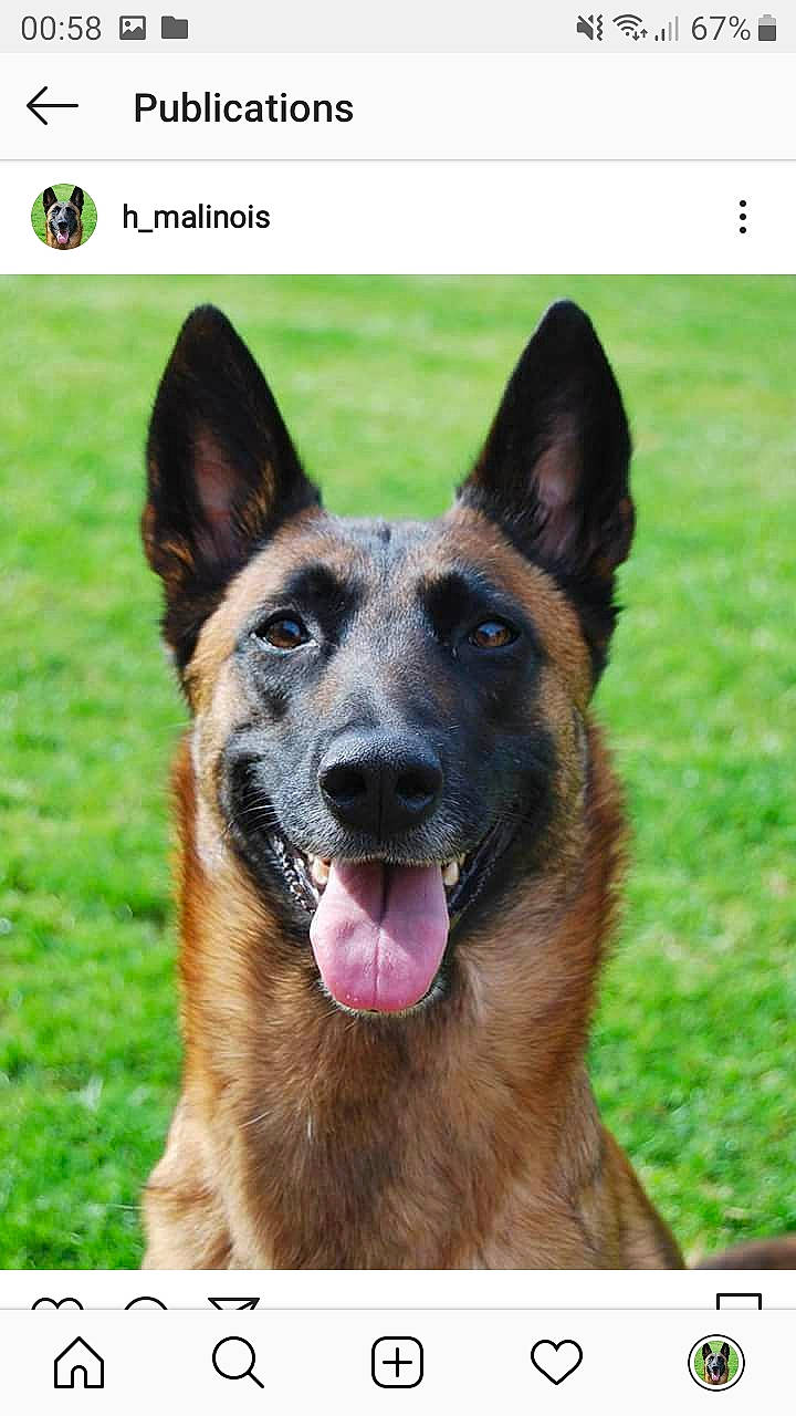 Hinna a rejoint le concours — aidez-le/la à gagner de superbes lots ! belgian_shepherd, belgian_shepherd_malinois, canidae, carnivore, dog, dog_breed, east_european_shepherd, german_shepherd_dog, king_shepherd, kunming_wolfdog, mammal, old_german_shepherd_dog, police_dog, rare_breed_dog, shiloh_shepherd_dog, snout, tervuren, vertebrate, working_dog