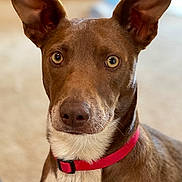 Brownie joined the competition — help win amazing prizes! dog, brown_dog, red_collar, close_up, ears, pet, animal, indoor, curious, alert, canine, portrait, fur, whiskers, looking, domestic_animal, mammal, companion, friendly, cute