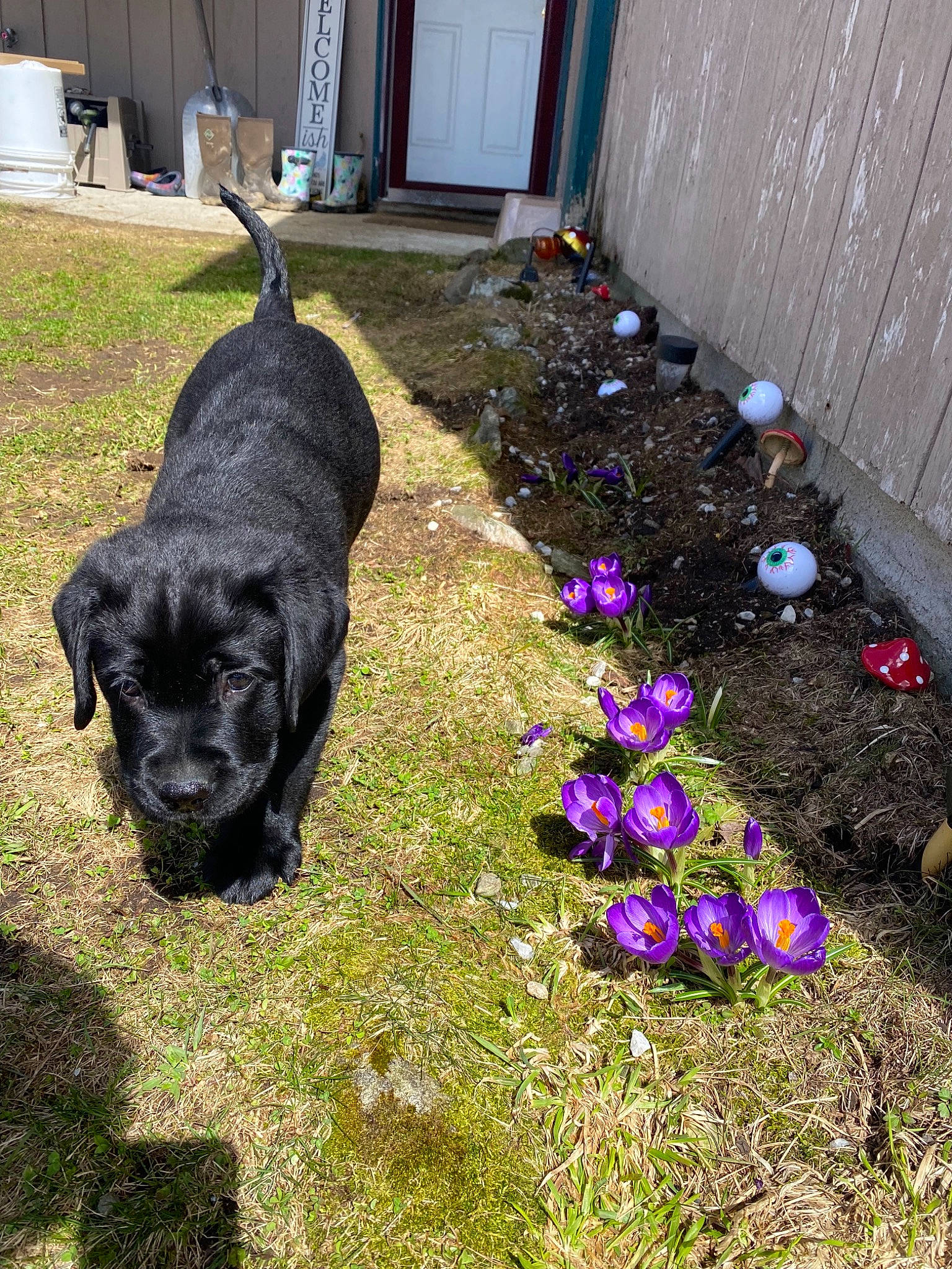 Hank is registered to the contest to win money with this photo: annual_plant, carnivore, companion_dog, dog, dog_breed, door, electric_blue, flooring, flower, grass, groundcover, guard_dog, gun_dog, petal, plant, shrub, soil, sporting_group, tail, working_animal