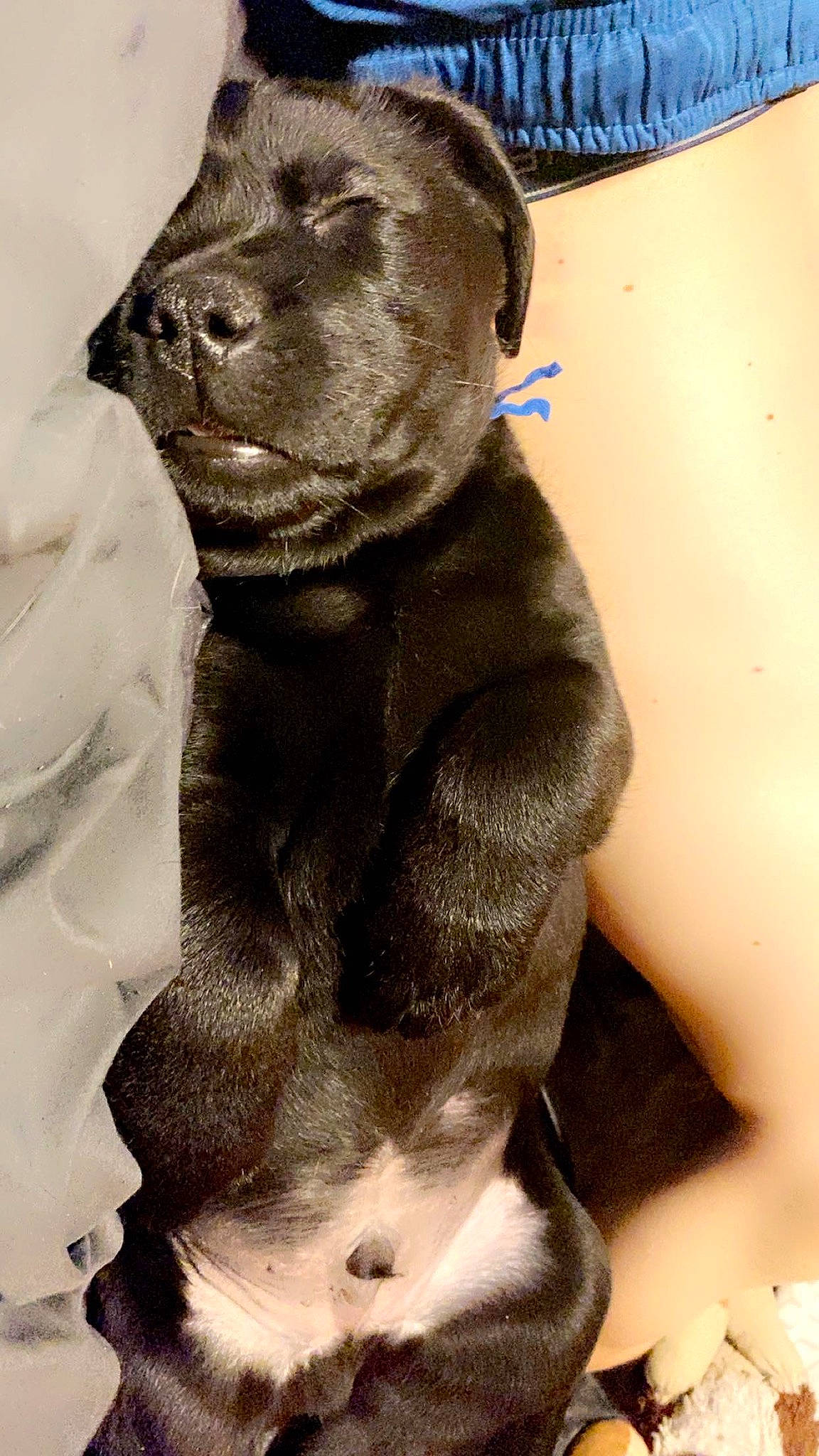 Hank is registered to the contest to win money with this photo: borador, canidae, carnivore, collar, companion_dog, dog, dog_breed, dog_collar, fur, gun_dog, hunting_dog, liver, non_sporting_group, pet_supply, snout, sporting_group, terrestrial_animal, whiskers, white, working_animal