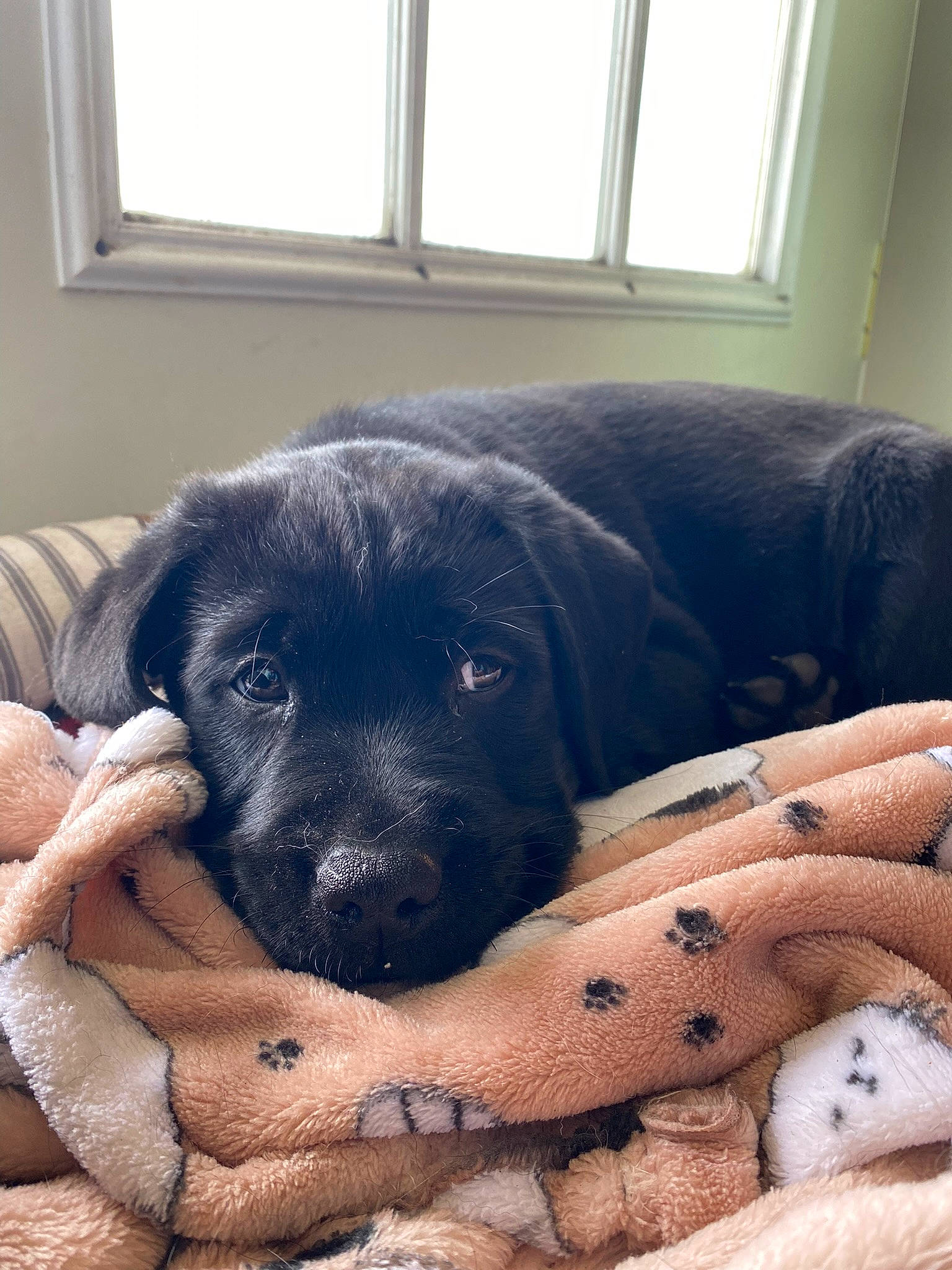 Hank joined the competition — help win amazing prizes! borador, canidae, carnivore, comfort, companion_dog, couch, dog, dog_breed, dog_supply, fawn, fur, guard_dog, paw, pet_supply, plant, snout, sporting_group, terrestrial_animal, window, working_animal