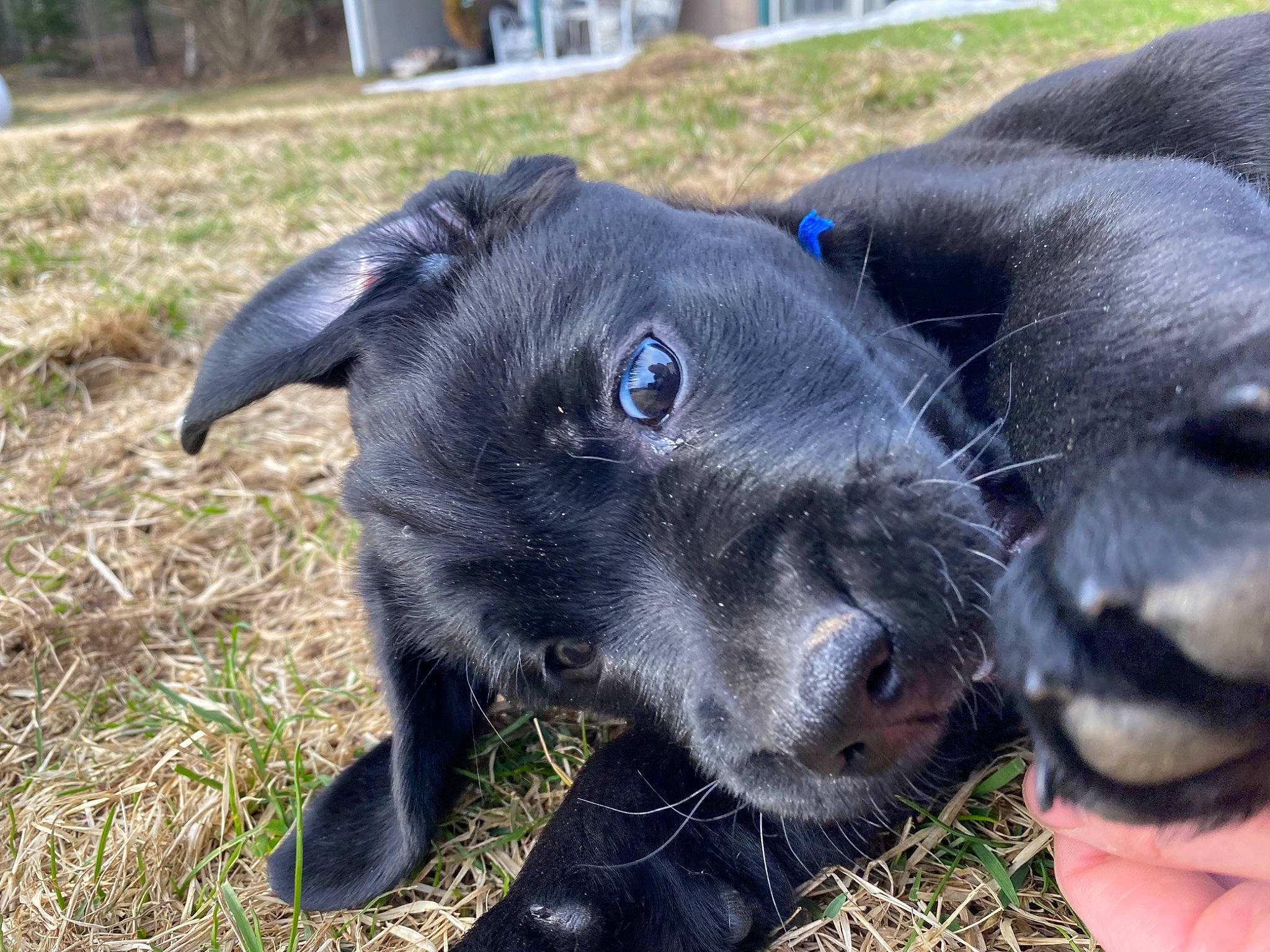 Hank joined the competition — help win amazing prizes! borador, canidae, carnivore, collar, dog, dog_breed, electric_blue, fur, grass, hunting_dog, snout, sporting_group, terrestrial_animal, whiskers, working_animal