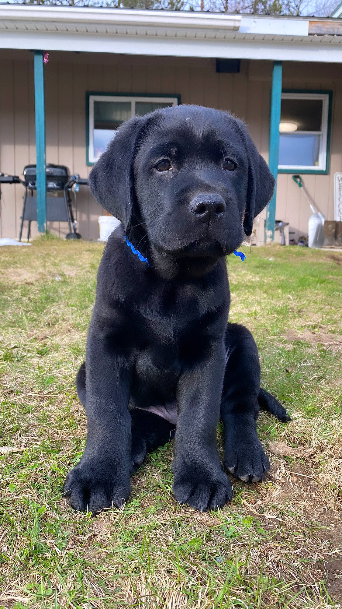 Hank joined the competition — help win amazing prizes! borador, canidae, carnivore, collar, companion_dog, dog, dog_breed, dog_collar, door, electric_blue, grass, gun_dog, hunting_dog, liver, plant, snout, sporting_group, tail, terrestrial_animal, working_animal