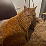 Whisky a rejoint le concours — aidez-le/la à gagner de superbes lots ! animal, blanket, cat, chair, comfort, cozy, domestic, ears, fluffy, fur, furniture, ginger_cat, home, indoor, mammal, pet, relaxed, shaggy, sitting, whiskers