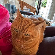 Whisky a rejoint le concours — aidez-le/la à gagner de superbes lots ! blanket, cat, chair, couch, cozy, daylight, ears, fur, furniture, home, indoor, lap, living_room, orange_tabby, person, pet, relaxed, stretching, whiskers, window