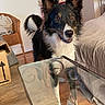 dog, black_and_white, pet, indoor, curious, ears_up, glass_table, wicker_chair, books, stack, couch, wooden_floor, home, animal, looking, fur, tail, snout, brown_eyes, domestic