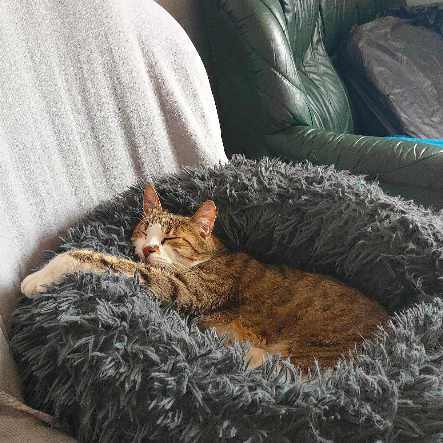 Câlin participe au concours pour gagner de l'argent avec cette photo : animal, blanket, canine, cat, chair, couch, cushion, dog, dogbed, furniture, homedecor, kitten, person, pet, sleeping