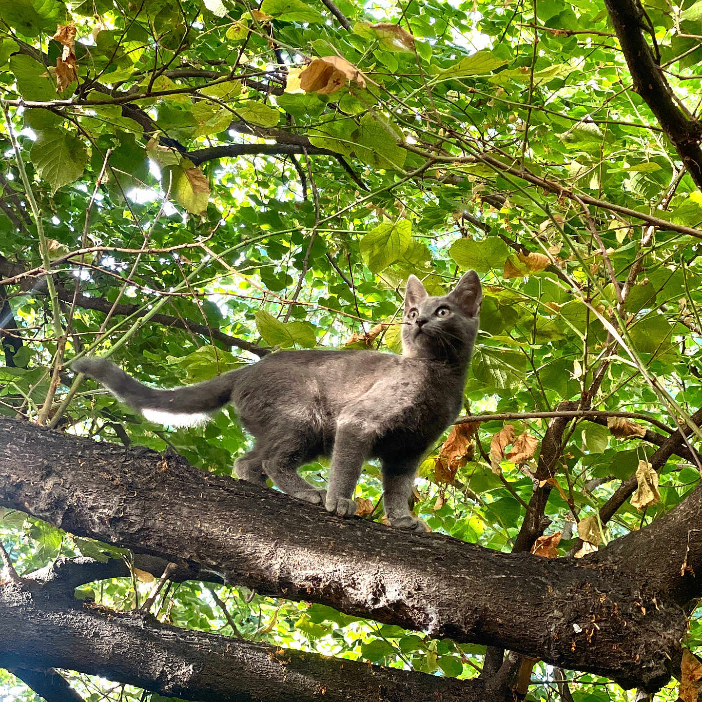 Loki participe au concours pour gagner de l'argent avec cette photo : animal, branch, cat, curious, daylight, exploring, feline, forest, green_leaves, kitten, leafy, nature, outdoor, pet, playful, sunlight, tree, wildlife, wood, young_cat