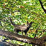 Loki a rejoint le concours — aidez-le/la à gagner de superbes lots ! cat, kitten, tree, branch, green_leaves, outdoor, nature, animal, gray_cat, sunlight, curious, young_cat, pet, wildlife, balance, feline, closeup, eye_contact, daylight, forest