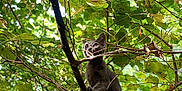 Loki participe au concours pour gagner de l'argent avec cette photo : cat, tree, branch, leaves, greenery, outdoor, nature, animal, pet, feline, curious, sunlight, daylight, wildlife, climbing, forest, wood, plant, cute, alert