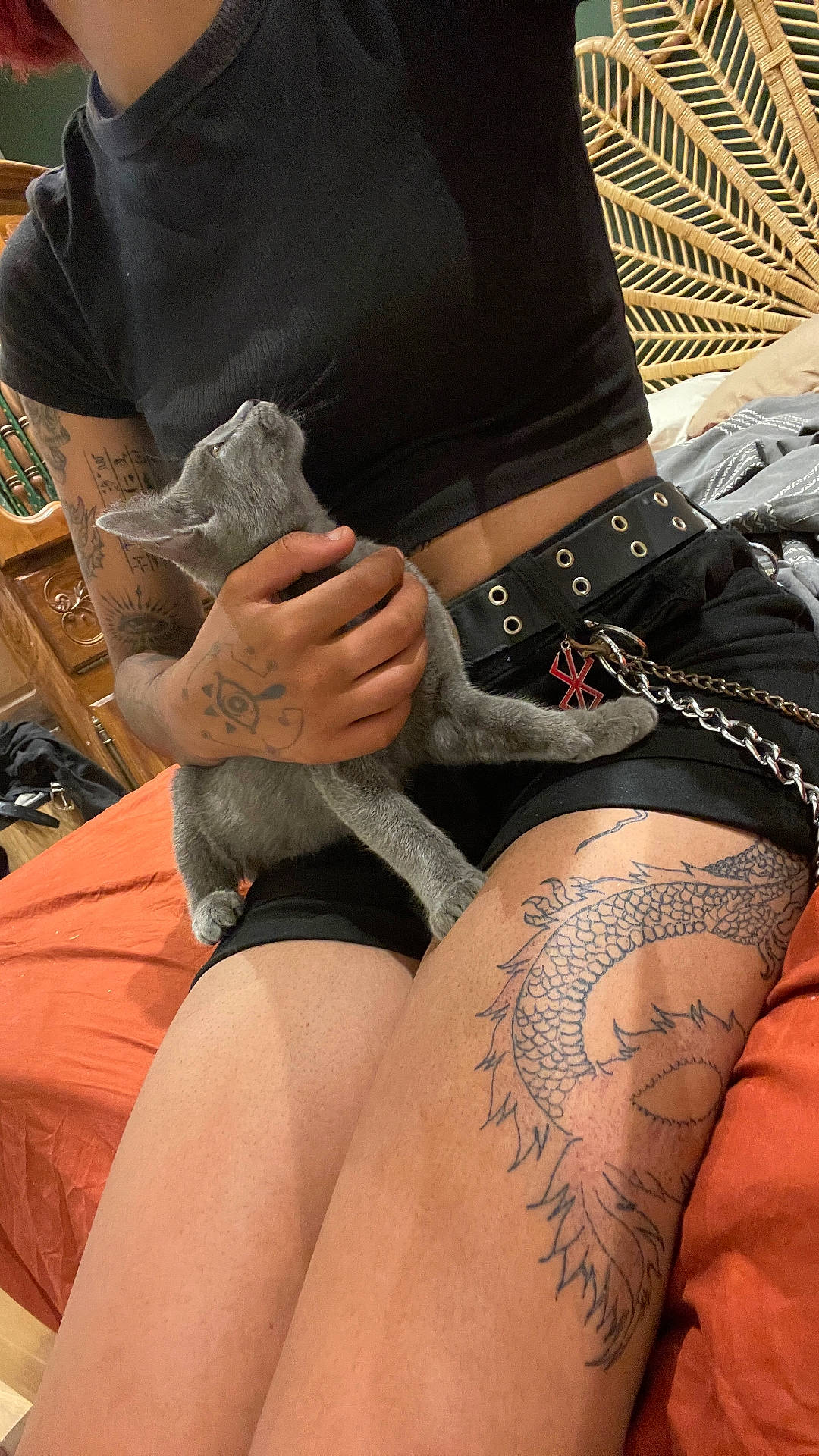 bed, belt, black_clothing, cat, chain, curious_cat, furniture, gray_cat, hand, home, indoor, orange_bedspread, person, pet, rattan_headboard, shorts, sitting, skin, tattoo, thigh_tattoo