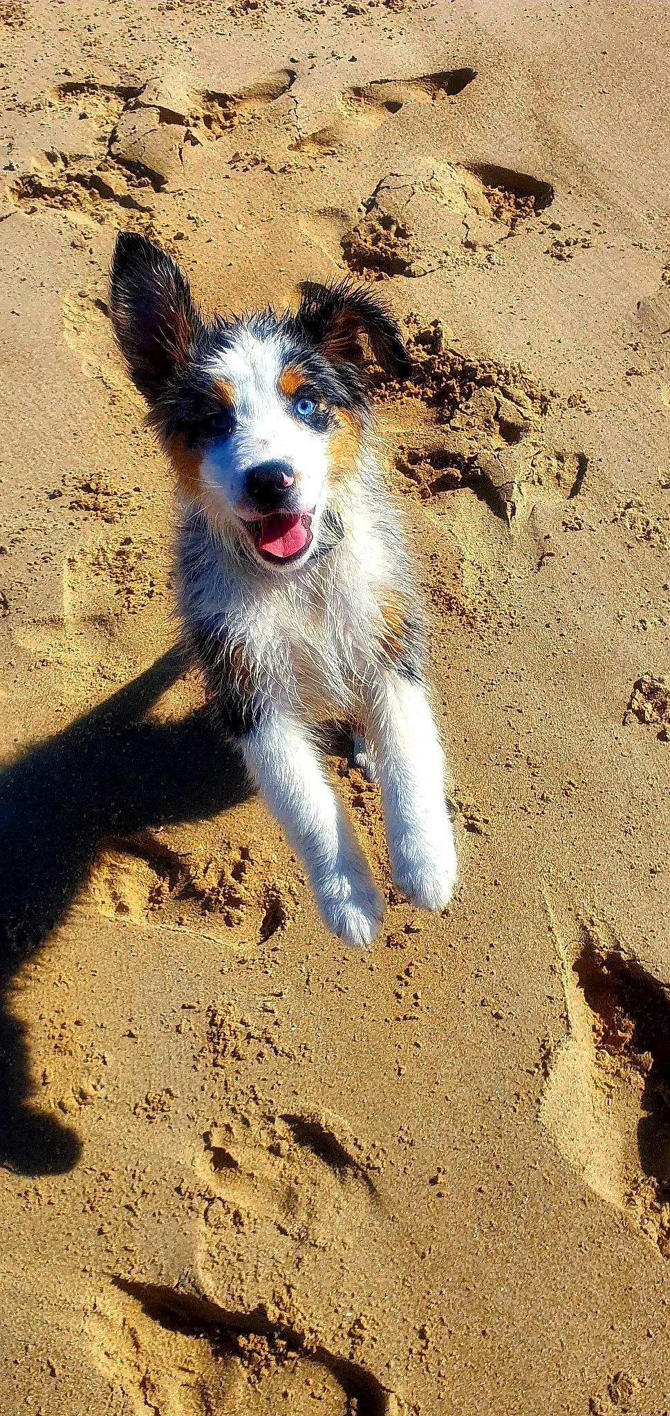 Raïko participe au concours pour gagner de l'argent avec cette photo : australian_collie, australian_shepherd, border_collie, canidae, carnivore, companion_dog, dog, dog_breed, english_shepherd, herding_dog, koolie, mammal, sand, sporting_group, texas_heeler, welsh_sheepdog, working_dog