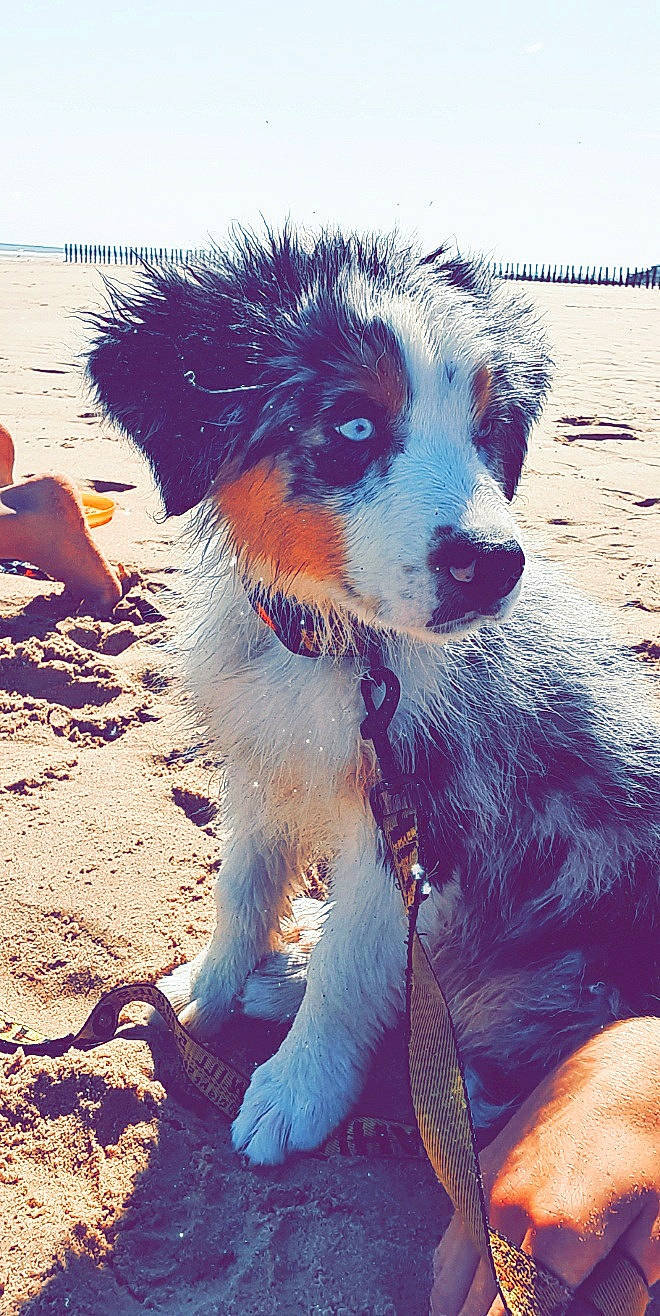 Raïko a rejoint le concours — aidez-le/la à gagner de superbes lots ! australian_shepherd, border_collie, canidae, carnivore, dog, dog_breed, english_shepherd, herding_dog, miniature_australian_shepherd, nose, puppy, sand, street_dog, welsh_sheepdog, working_dog