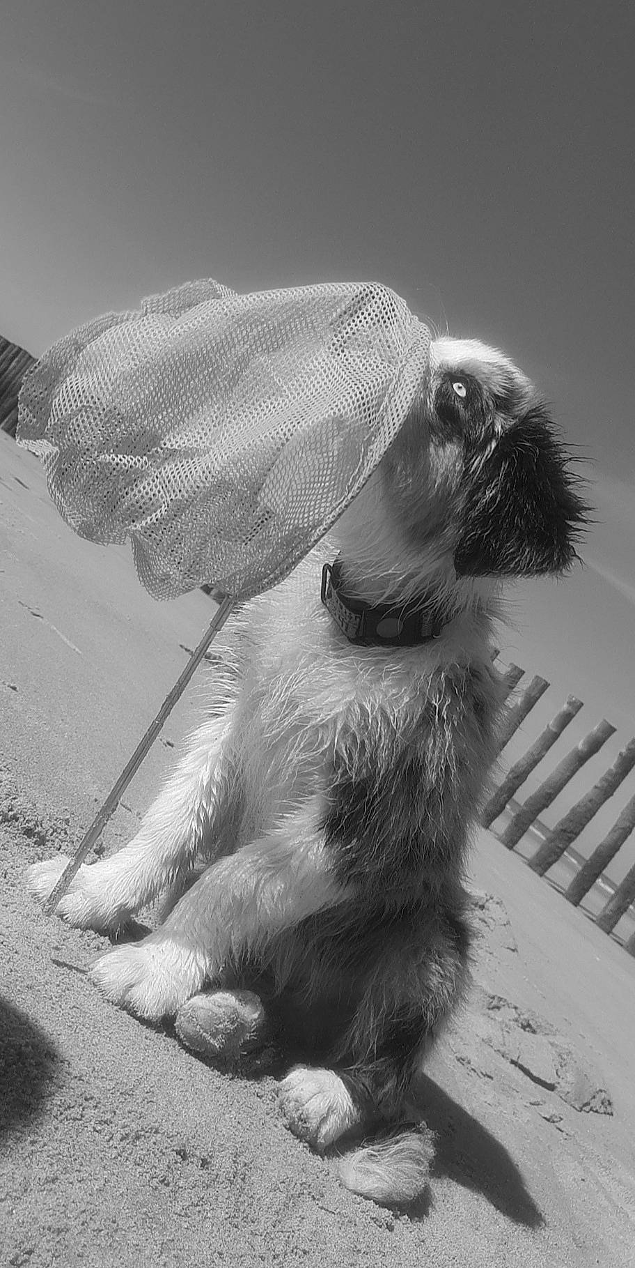 Raïko a rejoint le concours — aidez-le/la à gagner de superbes lots ! black_and_white, canidae, carnivore, dog, dog_breed, drawing, ear, miniature_schnauzer, monochrome, puppy, snout, sporting_group, standard_schnauzer