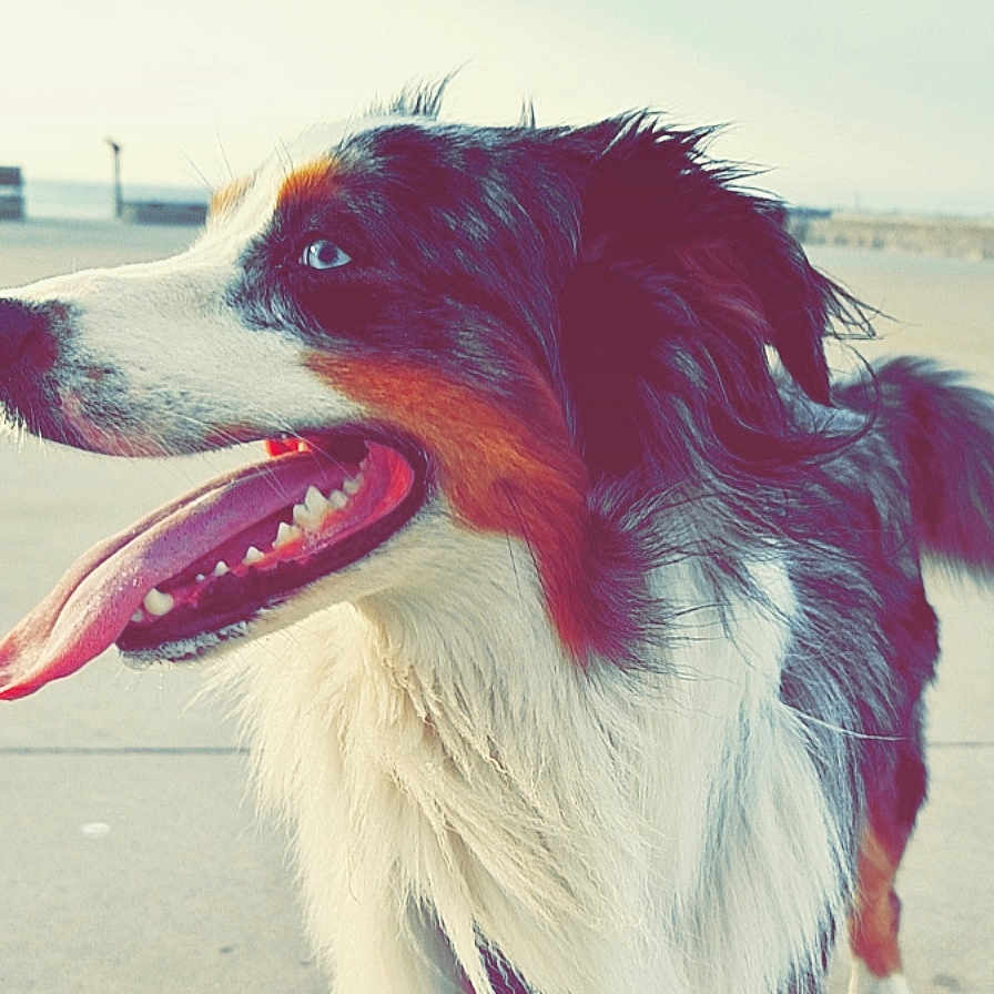 Raïko