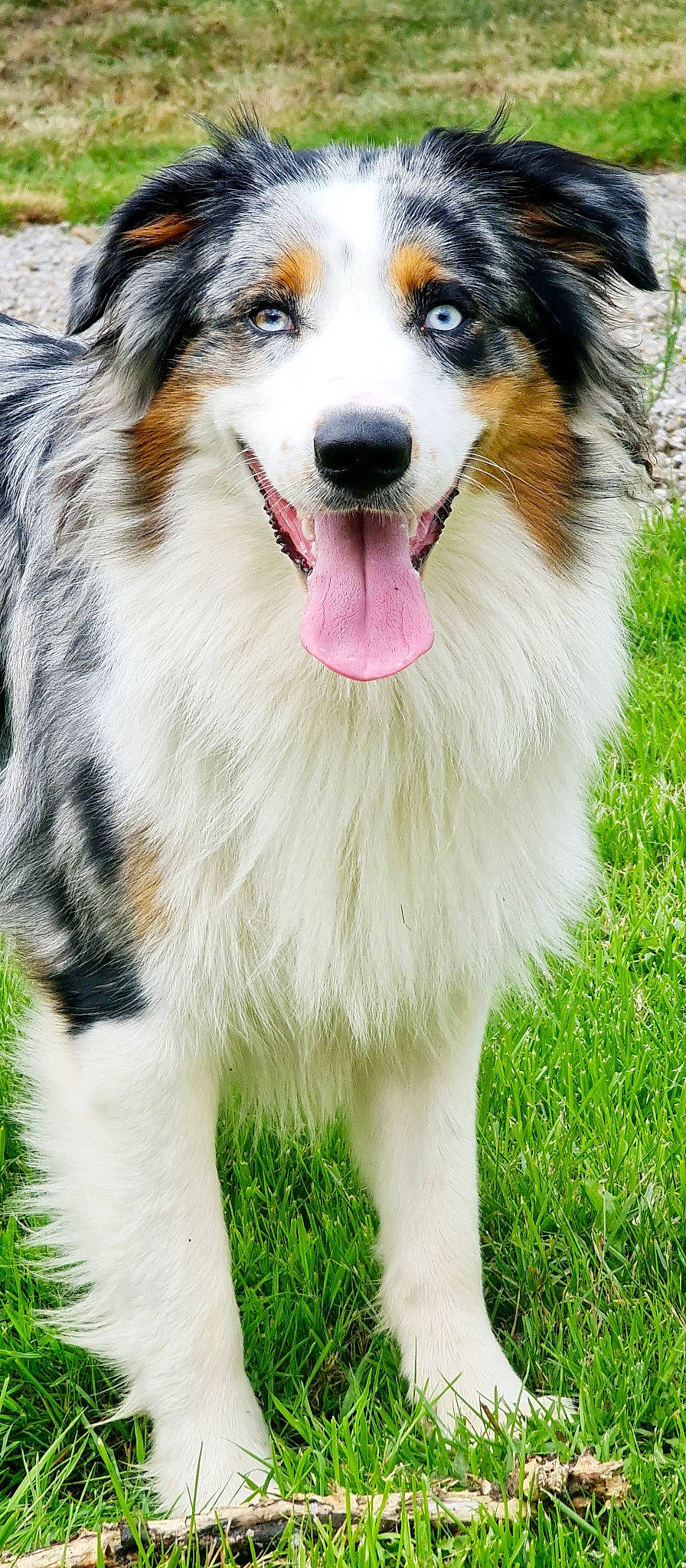 Raïko a rejoint le concours — aidez-le/la à gagner de superbes lots ! ancient_dog_breeds, canidae, carnivore, collar, collie, companion_dog, dog, dog_breed, dog_supply, fur, grass, herding_dog, photography, plant, scotch_collie, snout, sporting_group, whiskers, working_animal, working_dog