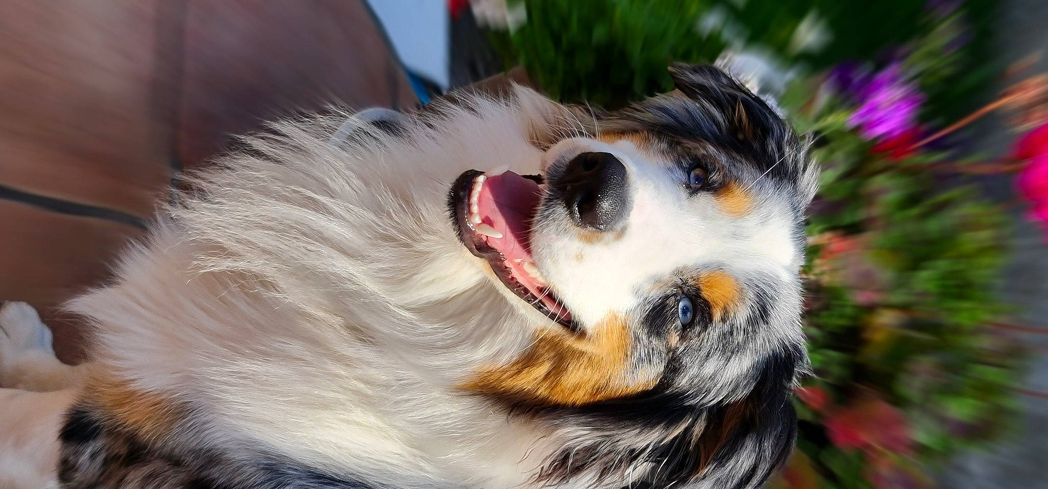 Raïko a rejoint le concours — aidez-le/la à gagner de superbes lots ! canidae, carnivore, close_up, collar, companion_dog, dog, dog_breed, ear, eye, fang, fawn, fur, head, plant, snout, sporting_group, terrestrial_animal, whiskers, wildlife, yawn