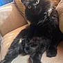 cat, black_cat, fluffy, pet, indoor, couch, furniture, yellow_eyes, relaxed, curious, fur, closeup, animal, mammal, whiskers, paws, home, cozy, portrait, seated