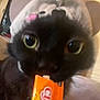 black_cat, cat, pet, animal, hat, costume, ears, snack, wrapper, close_up, indoor, curious, cute, furry, domestic_animal, face, playful, cozy, soft, food