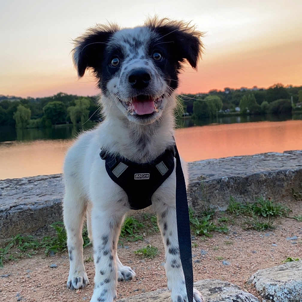 Ucko participe au concours pour gagner de l'argent avec cette photo : accessories, animal, canine, dog, face, grass, head, nature, outdoors, person, pet, photography, plant, portrait, puppy, rock, sky, soil, strap, water