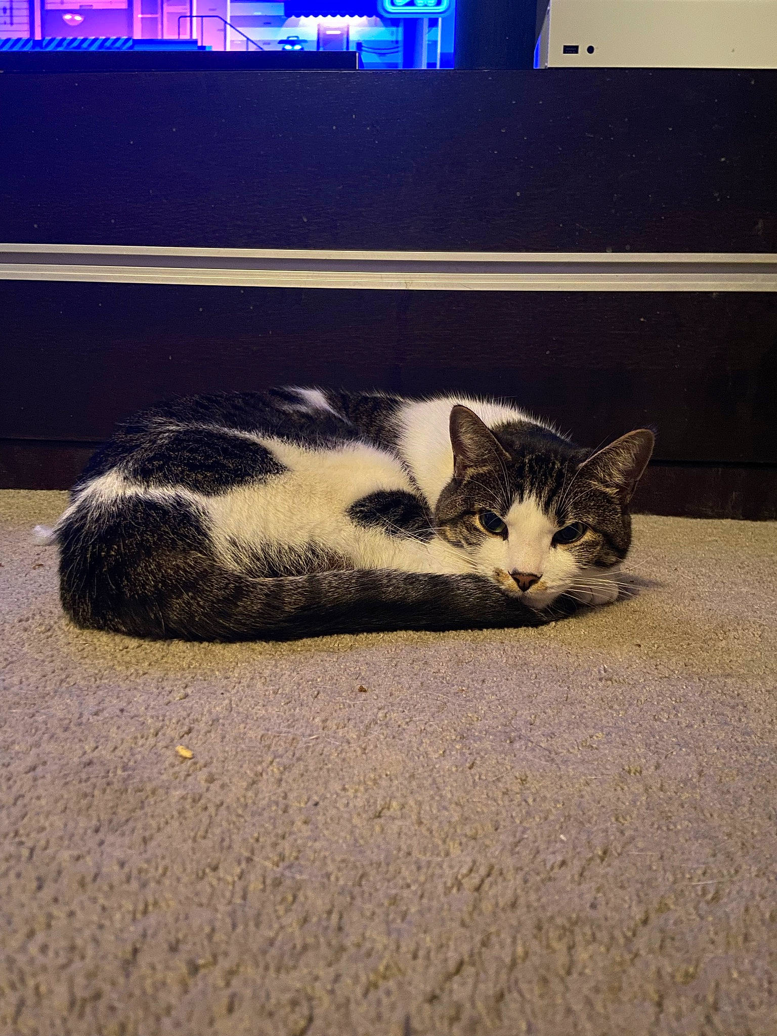 Michael joined the competition — help win amazing prizes! asphalt, carnivore, cat, cloud, comfort, computer, computer_keyboard, couch, felidae, floor, flooring, grey, mammal, netbook, output_device, road_surface, small_to_medium_sized_cats, vertebrate, whiskers, wood