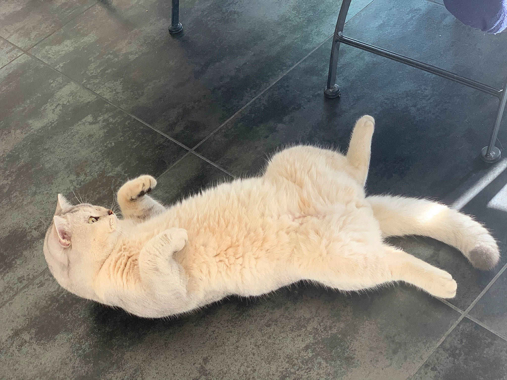 Tuléar a rejoint le concours — aidez-le/la à gagner de superbes lots ! carnivore, cat, claw, fawn, felidae, floor, flooring, fur, paw, polydactyl_cat, small_to_medium_sized_cats, tail, whiskers