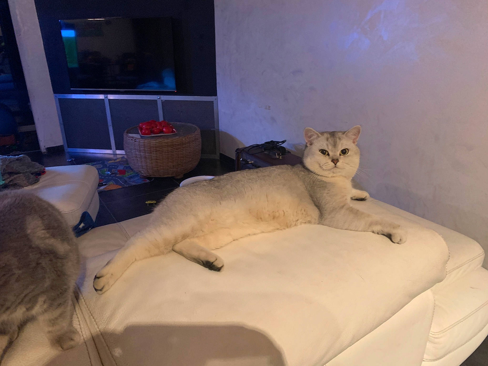 Tuléar participe au concours pour gagner de l'argent avec cette photo : burmilla, carnivore, cat, comfort, felidae, fur, furniture, room, small_to_medium_sized_cats, tail, whiskers