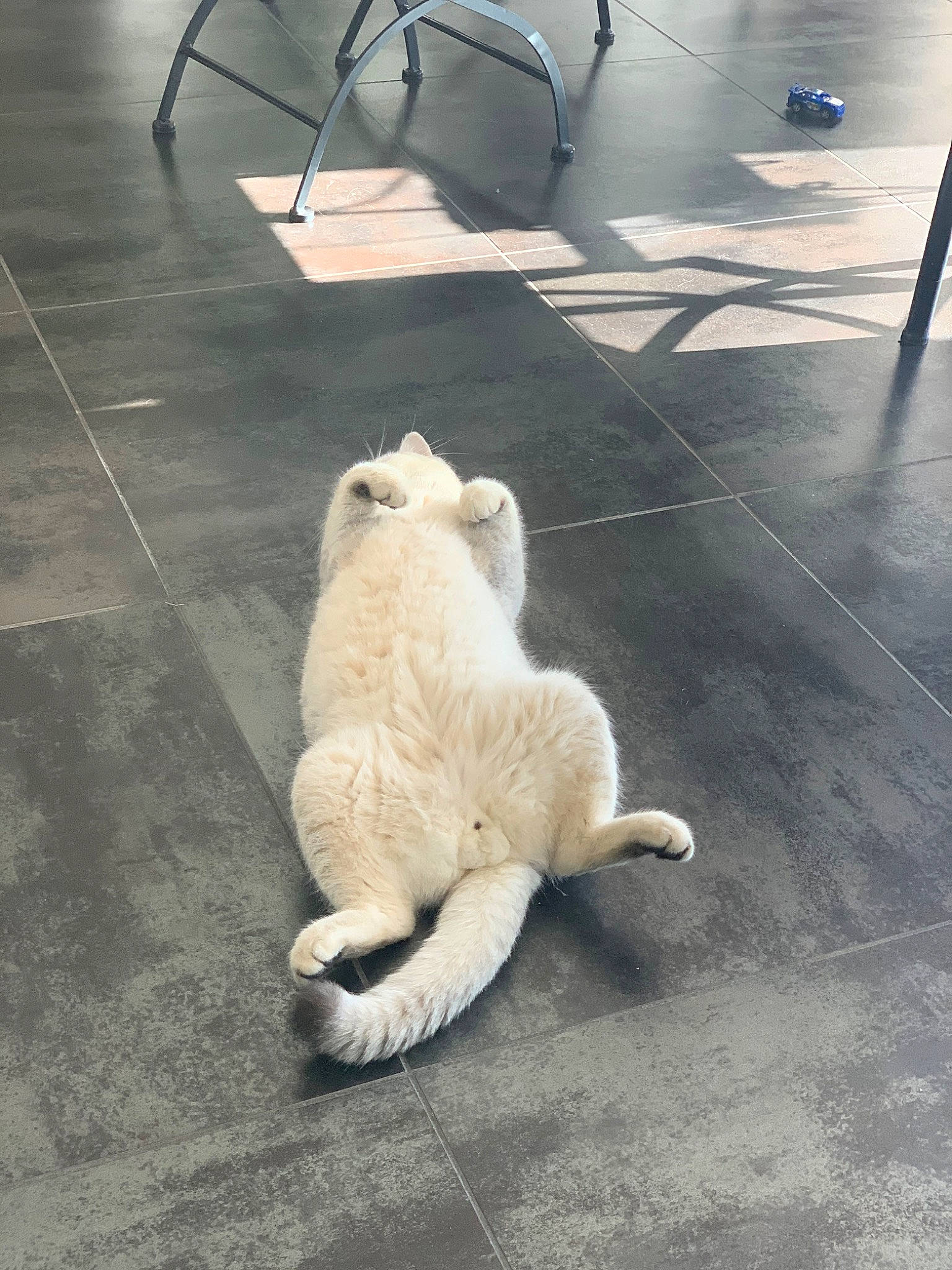 Tuléar participe au concours pour gagner de l'argent avec cette photo : carnivore, cat, fawn, felidae, floor, flooring, small_to_medium_sized_cats, snout, tail, whiskers, white