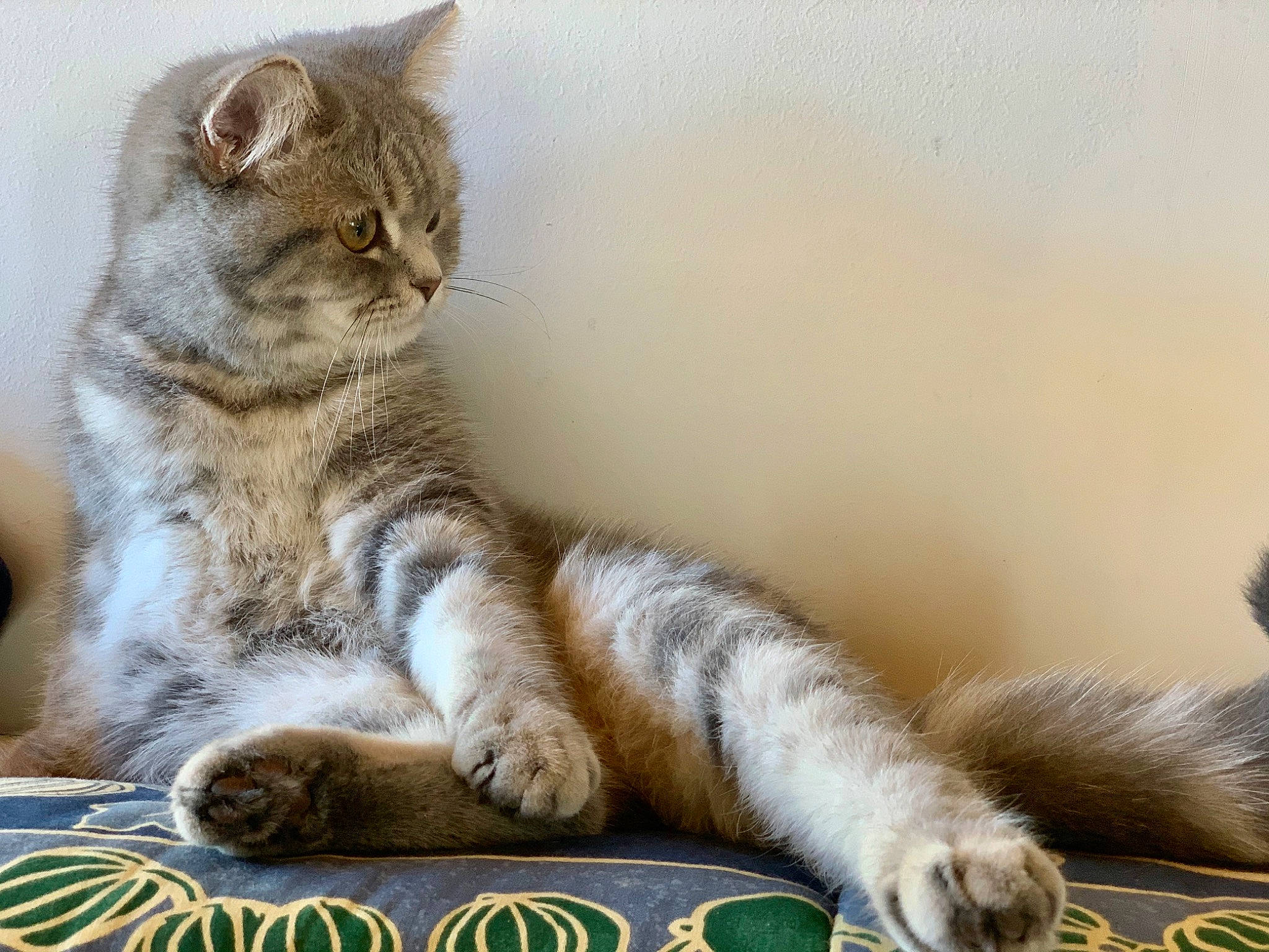 Ava participe au concours pour gagner de l'argent avec cette photo : aegean_cat, asian, australian_mist, british_semi_longhair, carnivore, cat, domestic_short_haired_cat, dragon_li, european_shorthair, felidae, kitten, mammal, paw, pixie_bob, polydactyl_cat, small_to_medium_sized_cats, tabby_cat, tail, vertebrate, whiskers