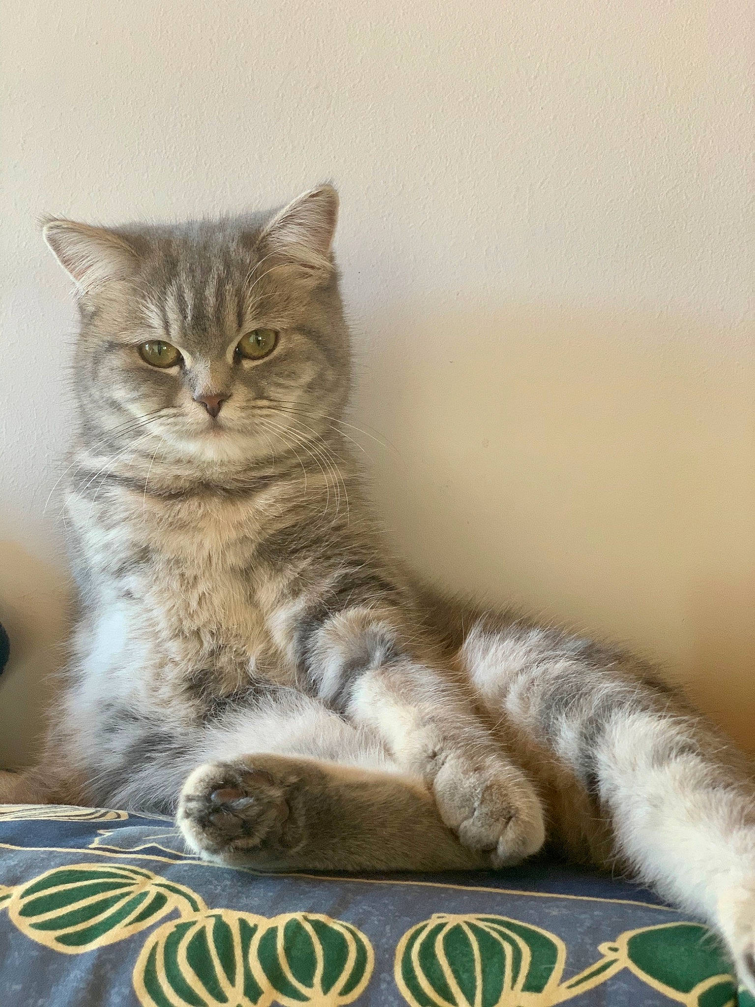 Ava participe au concours pour gagner de l'argent avec cette photo : asian, asian_semi_longhair, australian_mist, british_longhair, british_semi_longhair, british_shorthair, carnivore, cat, domestic_short_haired_cat, dragon_li, european_shorthair, felidae, kitten, mammal, pixie_bob, siberian, small_to_medium_sized_cats, tabby_cat, vertebrate, whiskers